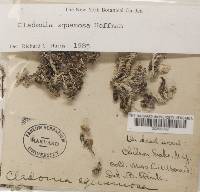 Cladonia squamosa image