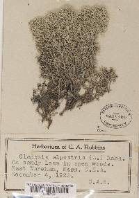 Cladonia stellaris image