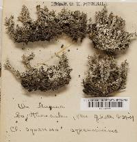 Cladonia squamosa f. squamosissima image