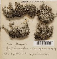 Cladonia squamosa image