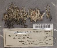Cladonia squamosa image