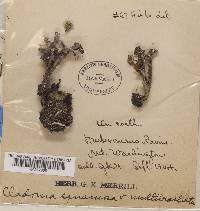 Cladonia squamosa f. levicorticata image