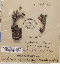 Cladonia squamosa image