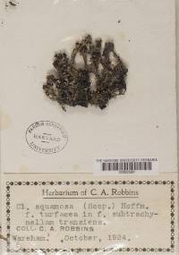 Cladonia squamosa image