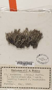Cladonia squamosa var. squamosa image
