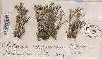 Cladonia squamosa image