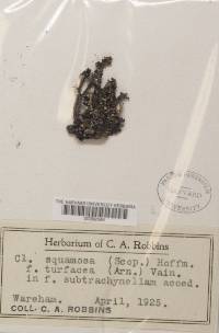 Cladonia squamosa image