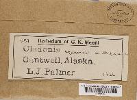 Cladonia squamosa image