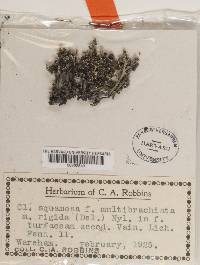 Cladonia squamosa image