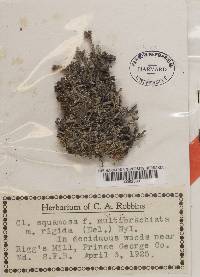 Cladonia squamosa image