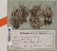 Cladonia squamosa image