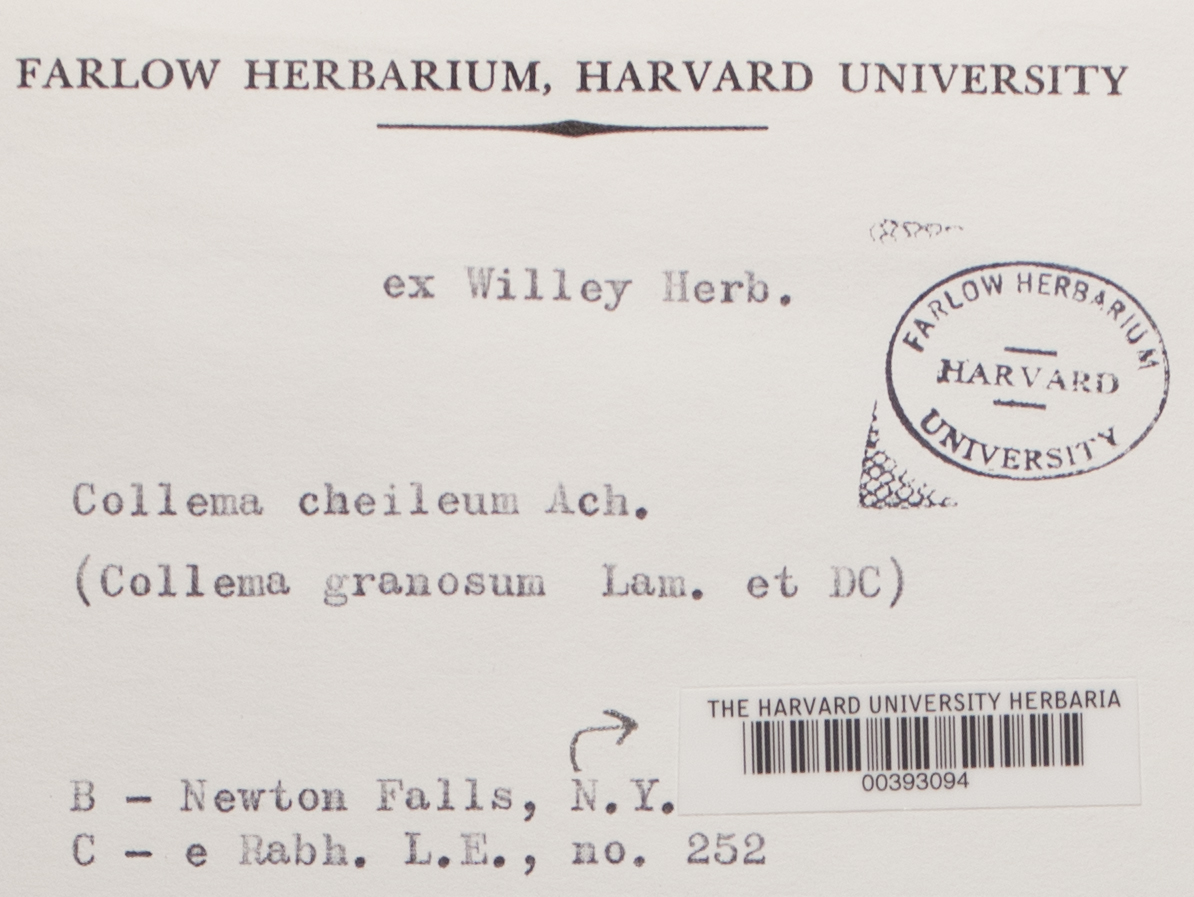 Blennothallia crispa image