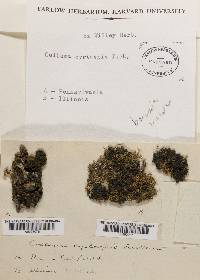 Collema conglomeratum image