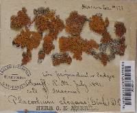 Xanthoria elegans image