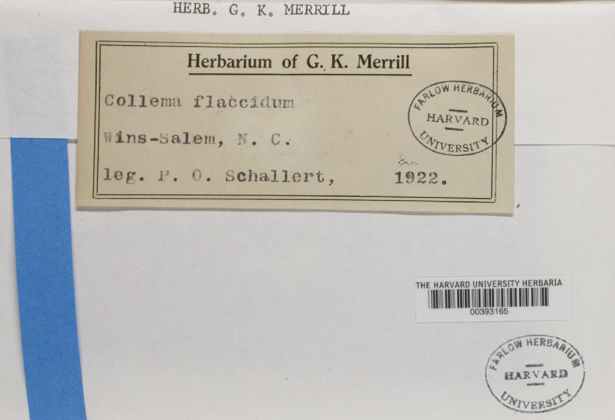 Collema flaccidum image