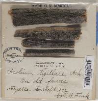Cyphelium tigillare image