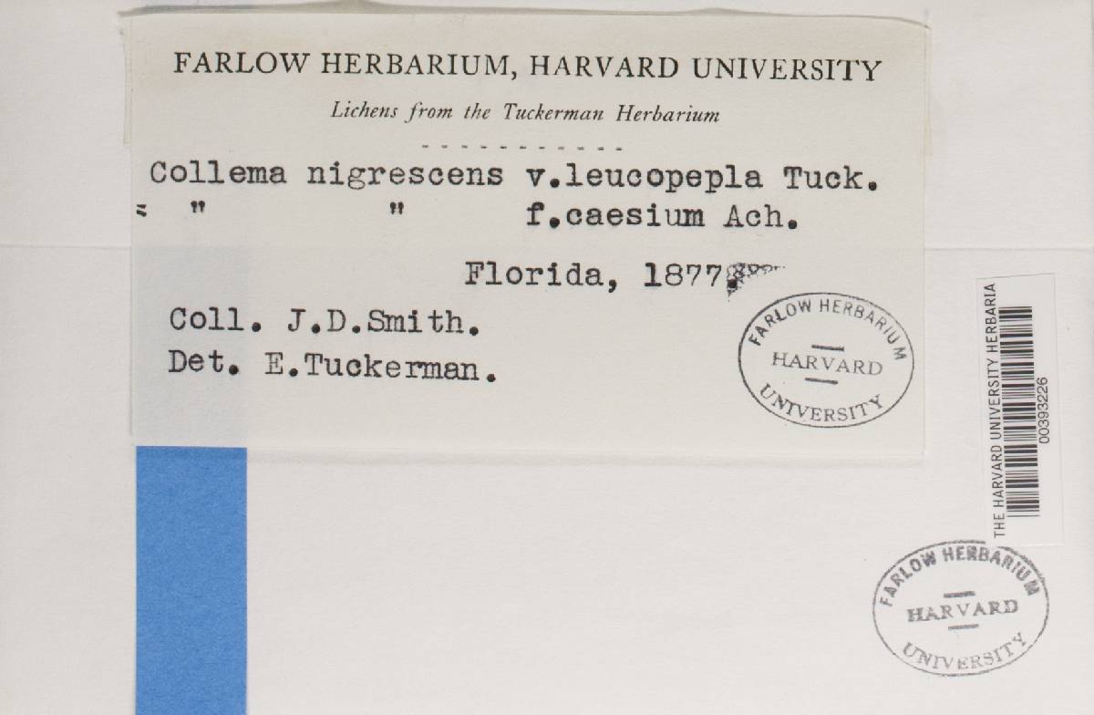 Collema nigrescens f. caesium image