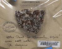 Xanthoria elegans image