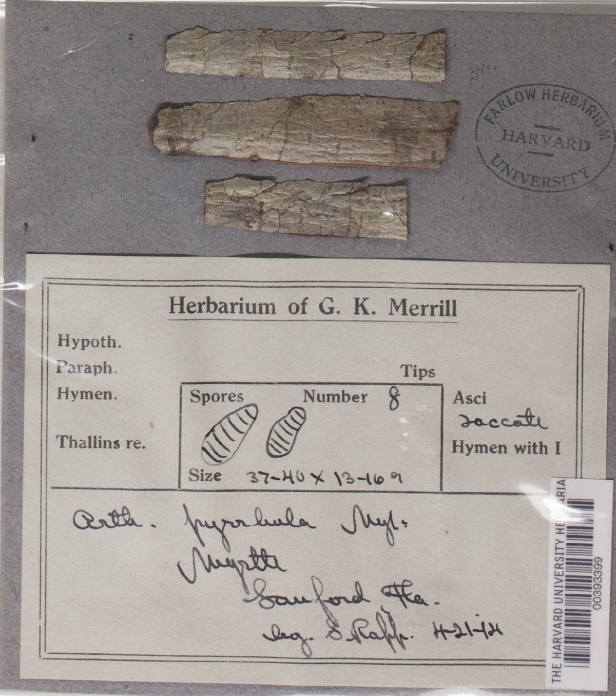 Coniarthonia pyrrhula image