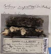 Collema flaccidum image