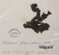 Collema flaccidum image