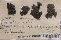 Collema flaccidum image