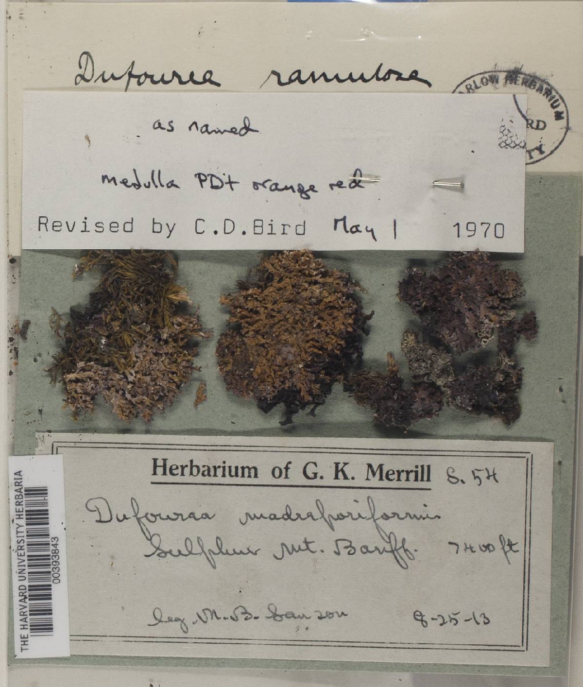 Dactylina ramulosa image