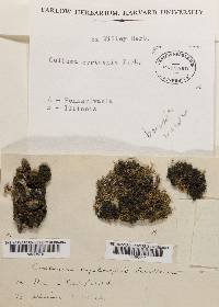 Collema conglomeratum var. crassiusculum image