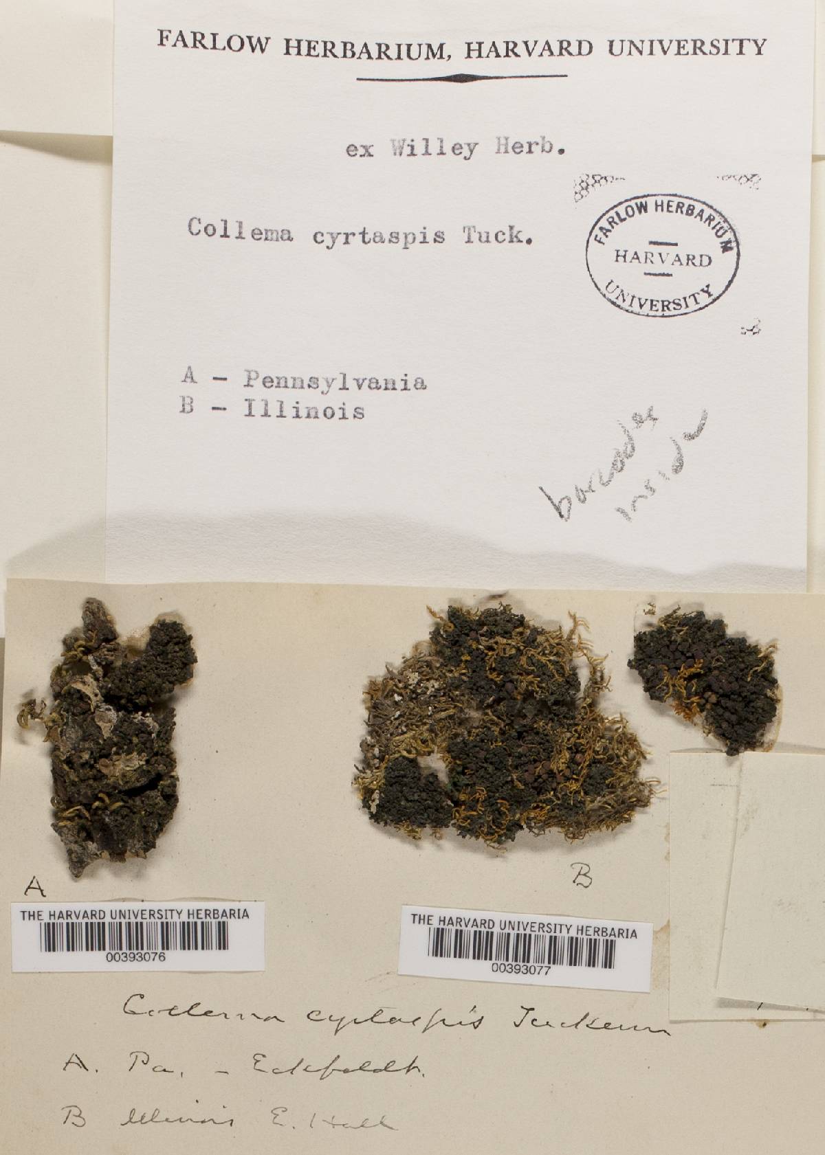 Collema conglomeratum var. crassiusculum image