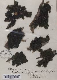 Collema nigrescens image