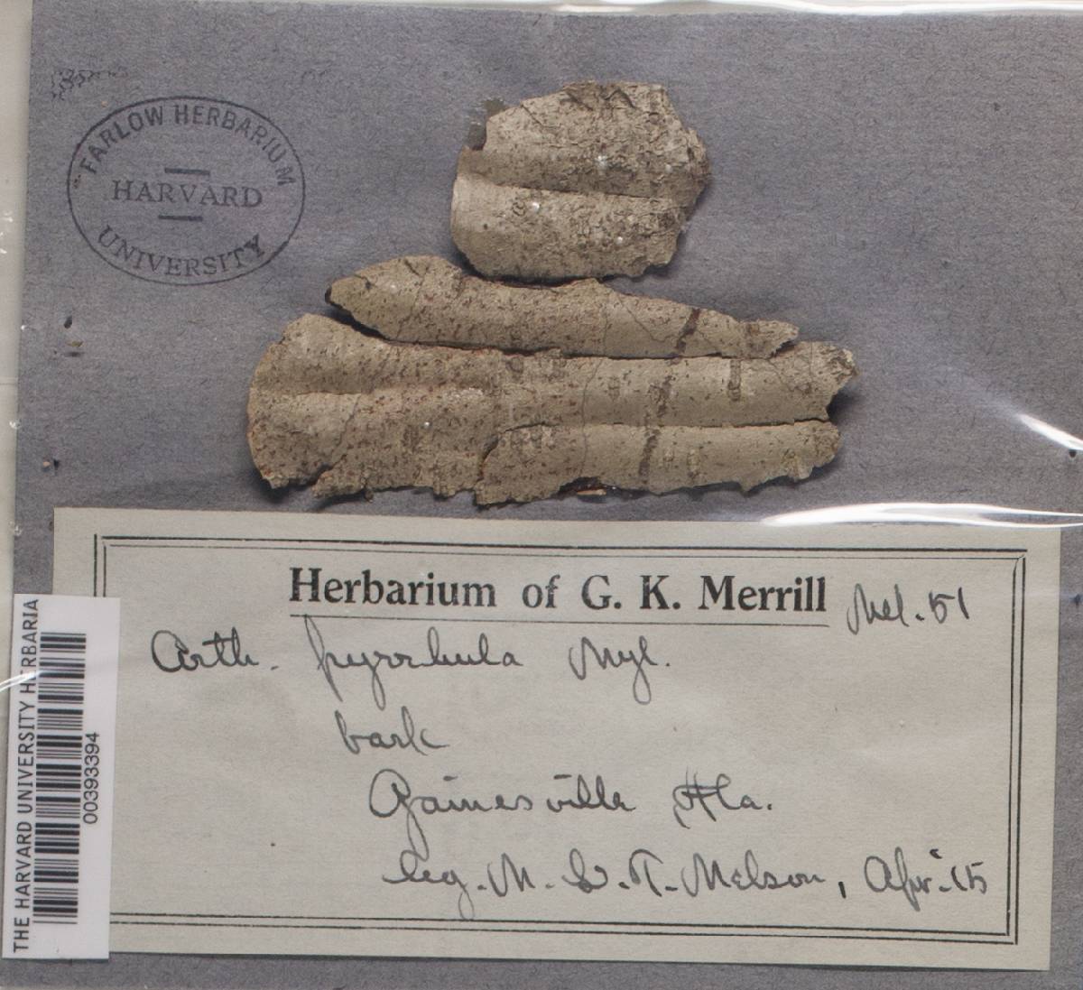Coniarthonia pyrrhula image