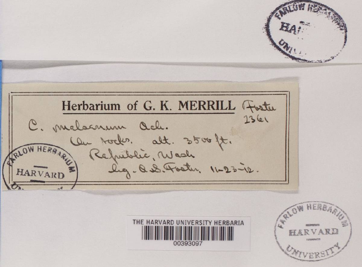 Lathagrium cristatum image