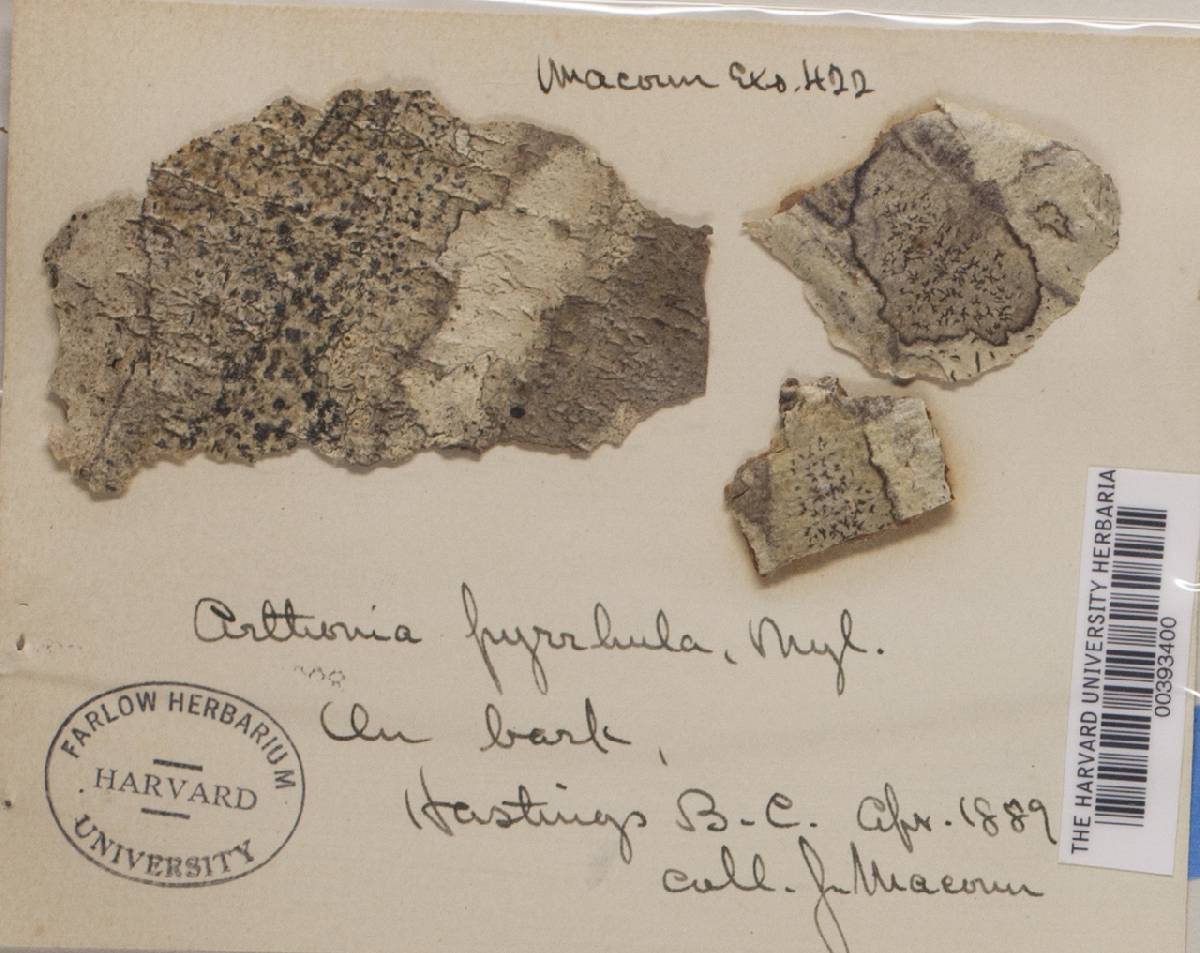 Coniarthonia image