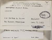 Dibaeis baeomyces image