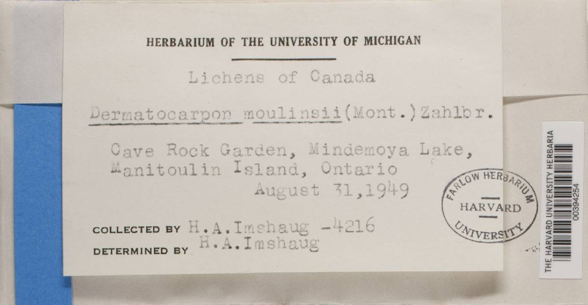 Dermatocarpon moulinsii image