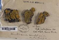 Xanthoria candelaria image