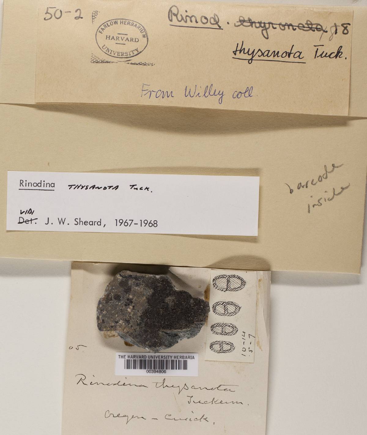 Dimelaena thysanota image