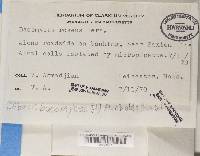 Dibaeis baeomyces image