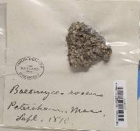 Dibaeis baeomyces image