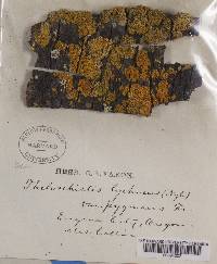 Xanthoria candelaria image