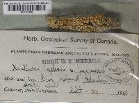 Xanthoria candelaria image