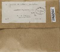 Dimelaena thysanota image