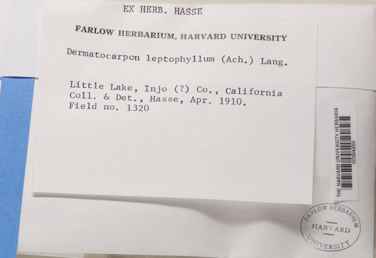Dermatocarpon leptophyllum image