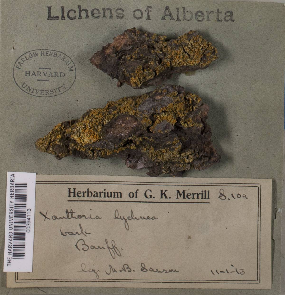 Xanthoria candelaria image