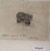 Dibaeis baeomyces image