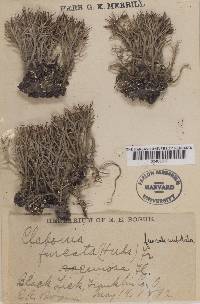 Cladonia furcata f. furcatosubulata image
