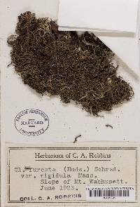 Cladonia furcata var. rigidula image