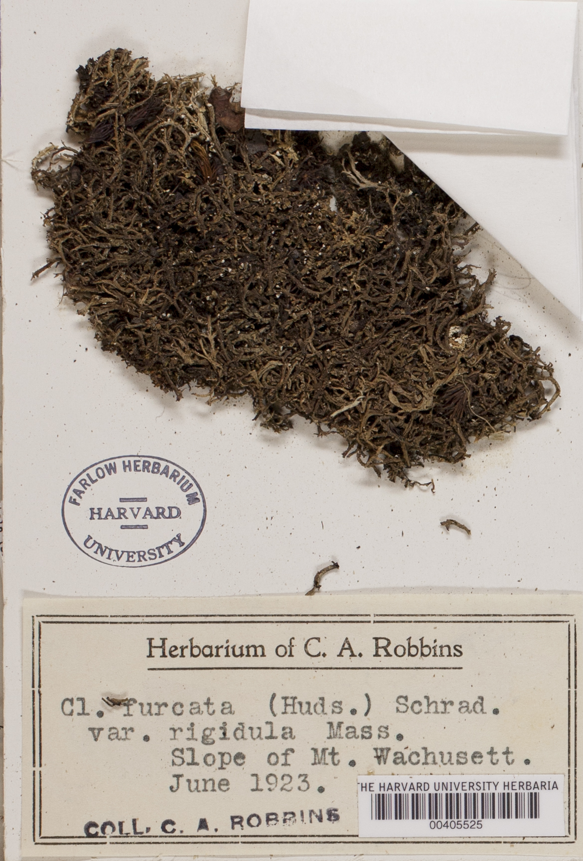 Cladonia furcata var. rigidula image