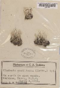 Cladonia macilenta image