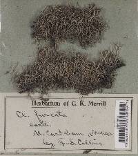 Cladonia furcata image